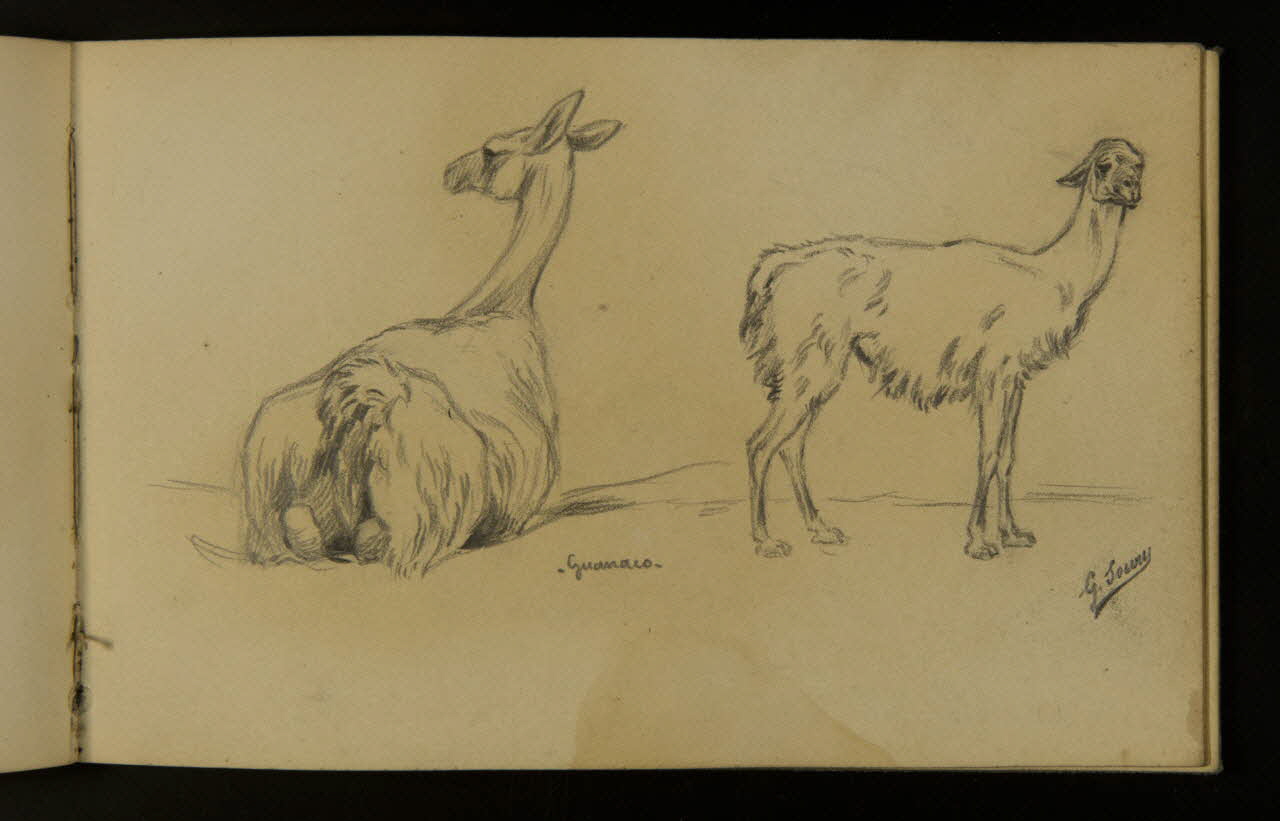 carnet de dessins Guanacos 1967.116.937.38 Photo
