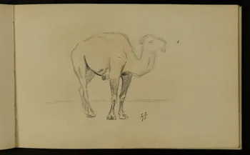 carnet de dessins Camélidé 1967.116.937.39  Photo