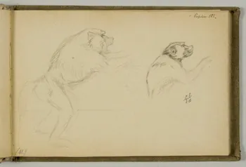Gustave Soury carnet de dessins Etude de papions Paris 1919 1967.116.938.15 Photo