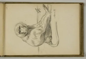 Gustave Soury carnet de dessins Etude de papion Paris 1919 1967.116.938.21 Photo