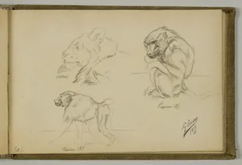 Gustave Soury carnet de dessins Etudes d'un lion et d'un papion Paris 1919 1967.116.938.27 Photo