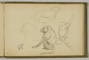 Gustave Soury carnet de dessins Etudes de lions et de papions Paris 1919 1967.116.938.41 Photo