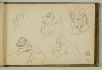 carnet de dessins Etudes de lionne et de lion 1967.116.939.13 Photo