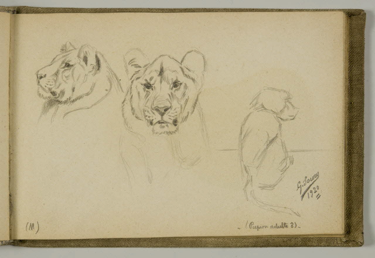 carnet de dessins Etude de lion, lionne et papion 1967.116.939.19 Photo