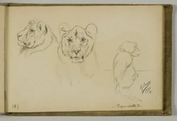 carnet de dessins Etude de lion, lionne et papion 1967.116.939.19 Photo