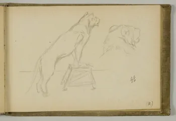 carnet de dessins Etude de lionne 1967.116.939.28 Photo