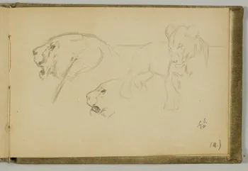 carnet de dessins Etude de lionne 1967.116.939.44 Photo