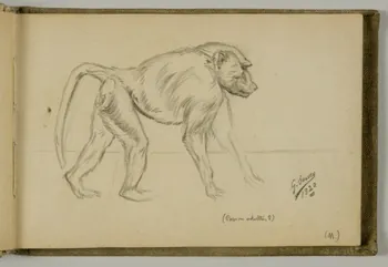 carnet de dessins Etude de papion adulte 1967.116.939.7 Photo