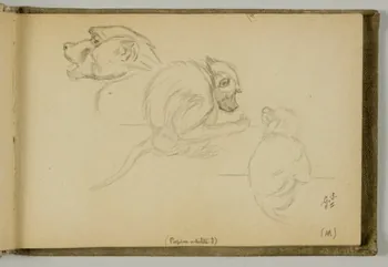 carnet de dessins Etude de papion adulte 1967.116.939.8 Photo
