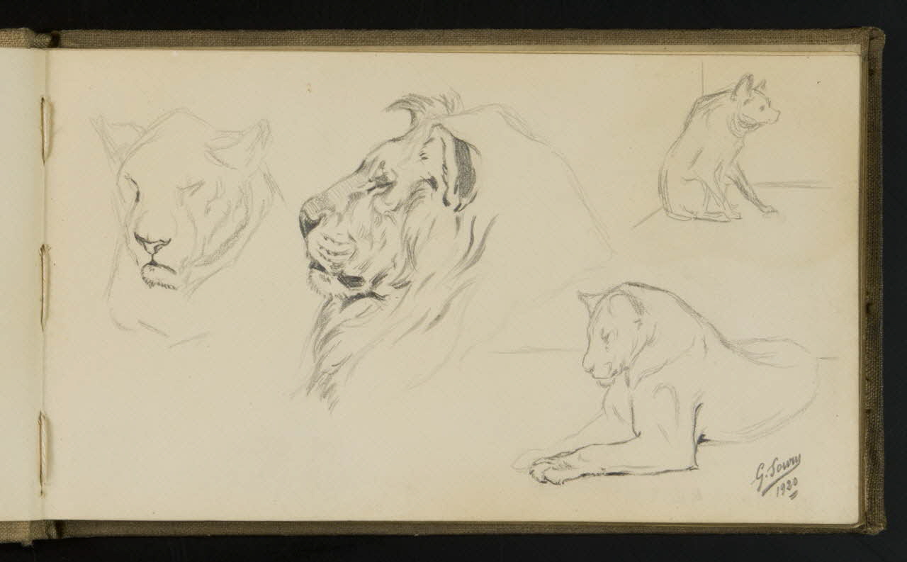 carnet de dessins Etude de lion, lionne et hyène 1967.116.941.3 Photo