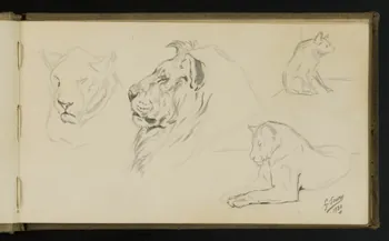 carnet de dessins Etude de lion, lionne et hyène 1967.116.941.3 Photo