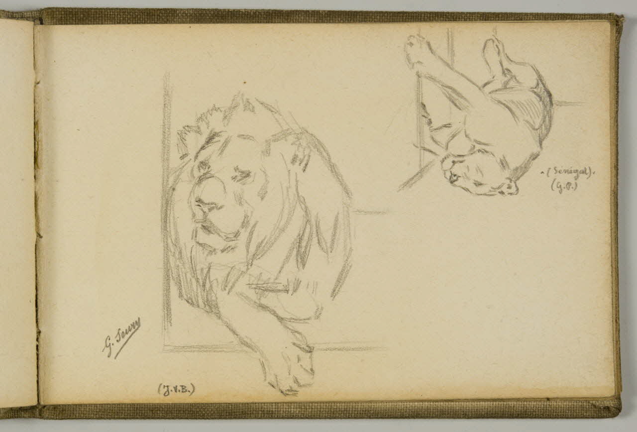 Gustave Soury carnet de dessins Etude de lion et lionne du Sénégal couchés Paris 1923 1967.116.943.35 Photo