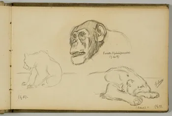 Gustave Soury carnet de dessins Etude de chimpanzé, d'ours et de lion Paris 1923 1967.116.943.8  Photo