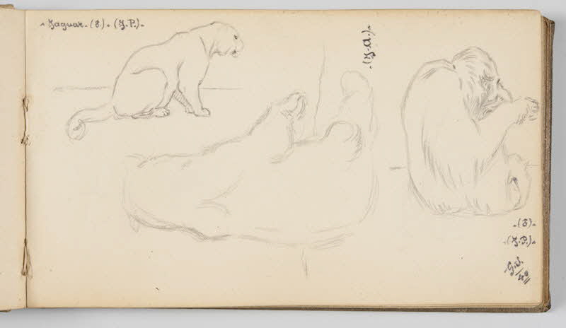 Gustave Soury carnet de dessins Feuille d'étude de jaguar, d'orang-outang et d'ours Paris 1940 1967.116.945.14 Photo
