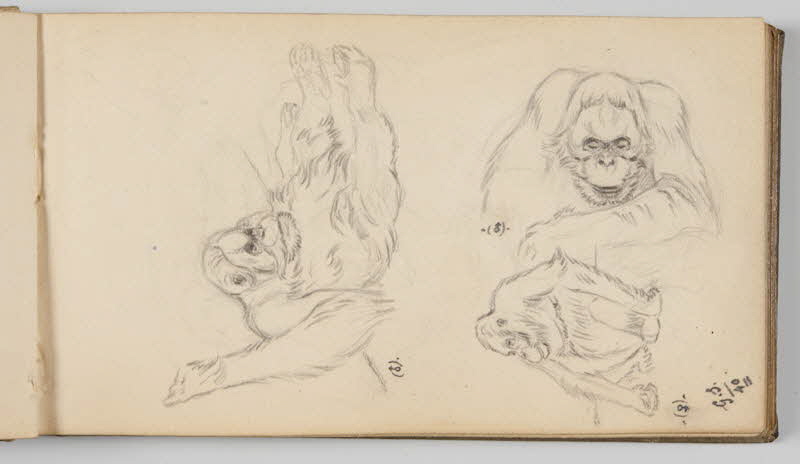 Gustave Soury carnet de dessins Etudes d'orangs-outangs dont deux mâles et une femelle Paris 1940 1967.116.945.16 Photo