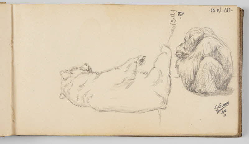 Gustave Soury carnet de dessins Etude d'ours brun et d'orang-outang mâle Paris 1939 1967.116.945.17 Photo