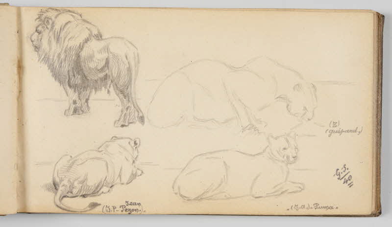 Gustave Soury carnet de dessins Etudes de lion, lionne, guépard et puma Paris 1940 1967.116.945.19 Photo