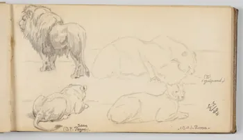 Gustave Soury carnet de dessins Etudes de lion, lionne, guépard et puma Paris 1940 1967.116.945.19 Photo