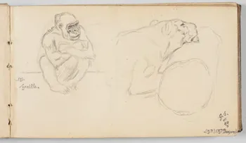 Gustave Soury carnet de dessins Etude de gorille femelle et de lionne Paris 1940 1967.116.945.2  Photo