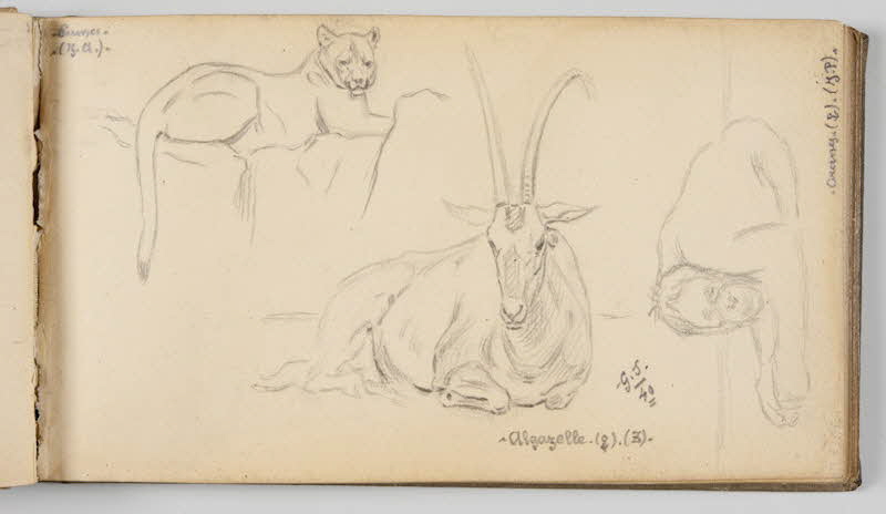 Gustave Soury carnet de dessins Etudes de puma, d'orang-outang et d'algazelle Paris 1940 1967.116.945.20 Photo