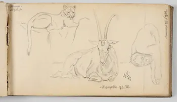 Gustave Soury carnet de dessins Etudes de puma, d'orang-outang et d'algazelle Paris 1940 1967.116.945.20  Photo