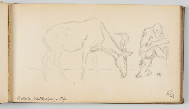 Gustave Soury carnet de dessins Etudes de bubale et d'orang-outang mâle Paris 1940 1967.116.945.21 Photo
