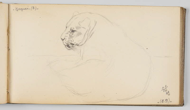 Gustave Soury carnet de dessins Etude de jaguar mâle couché Paris 1940 1967.116.945.23 Photo