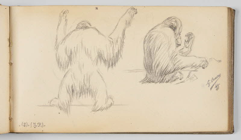 Gustave Soury carnet de dessins Etude d'orangs-outangs femelles Paris 1940 1967.116.945.24 Photo