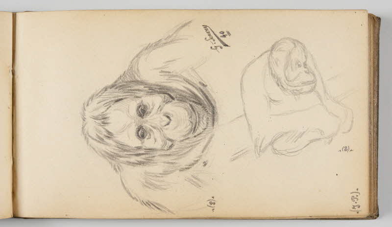 Gustave Soury carnet de dessins Etude d'orangs-outangs mâle et femelle Paris 1940 1967.116.945.29 Photo