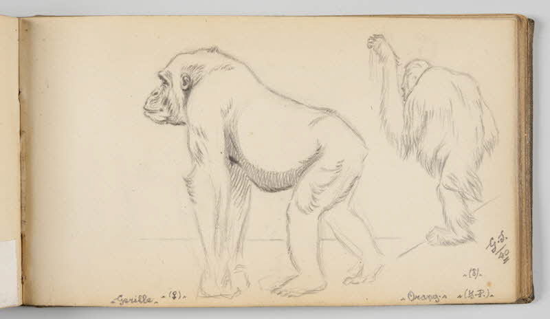 Gustave Soury carnet de dessins Feuille d'études de gorille femelle et d'orang-outang mâle Paris 1940 1967.116.945.31 Photo