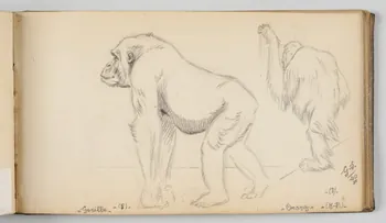 Gustave Soury carnet de dessins Feuille d'études de gorille femelle et d'orang-outang mâle Paris 1940 1967.116.945.31  Photo