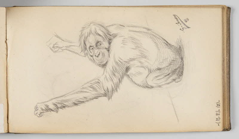 Gustave Soury carnet de dessins Etude d'orang-outang femelle Paris 1940 1967.116.945.32 Photo