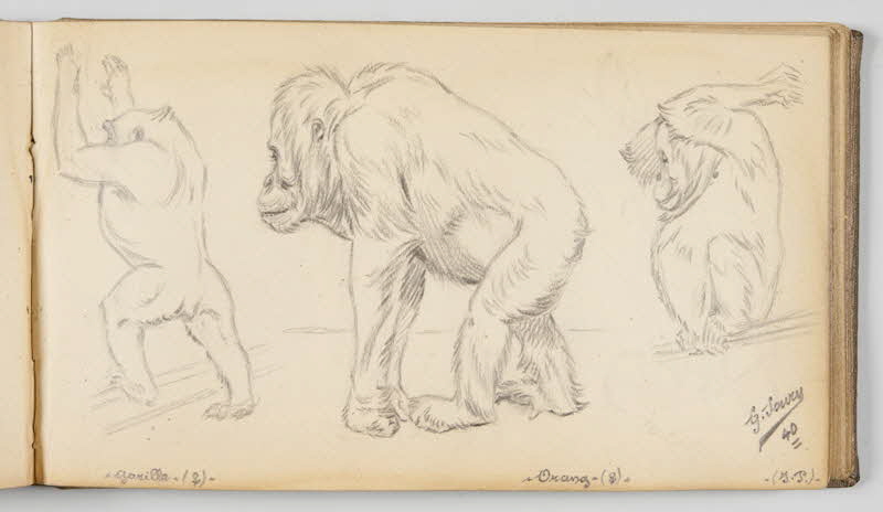 Gustave Soury carnet de dessins Etudes de gorille femelle et d'orang-outang femelle Paris 1940 1967.116.945.33 Photo