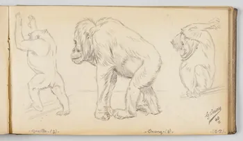 Gustave Soury carnet de dessins Etudes de gorille femelle et d'orang-outang femelle Paris 1940 1967.116.945.33  Photo