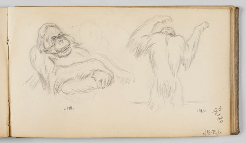 Gustave Soury carnet de dessins Feuille d'étude d'orangs-outangs mâle et femelle Paris 1940 1967.116.945.34 Photo