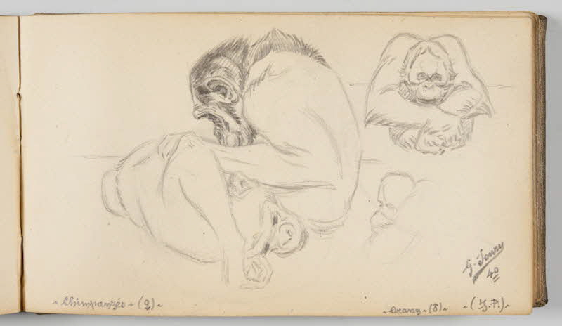 Gustave Soury carnet de dessins Feuille d'études de chimpanzés femelle et d'orang-outang mâle Paris 1939 1967.116.945.36 Photo