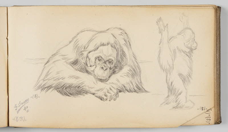 Gustave Soury carnet de dessins Feuille d'études d'orangs-outangs mâle et femelle Paris 1940 1967.116.945.37 Photo