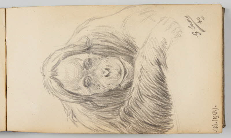 Gustave Soury carnet de dessins Feuille d'étude d'orang-outang femelle Paris 1940 1967.116.945.38 Photo
