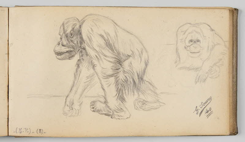 Gustave Soury carnet de dessins Feuille d'études d'orangs-outangs mâles Paris 1940 1967.116.945.39 Photo