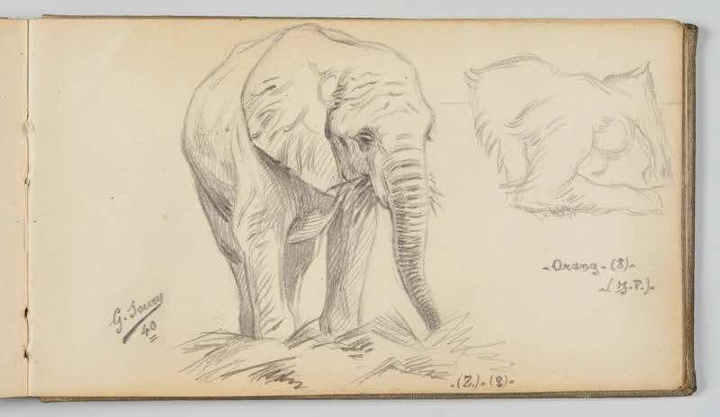 Gustave Soury carnet de dessins Etudes d'éléphant femelle et d'orang-outang mâle Paris 1940 1967.116.945.42 Photo