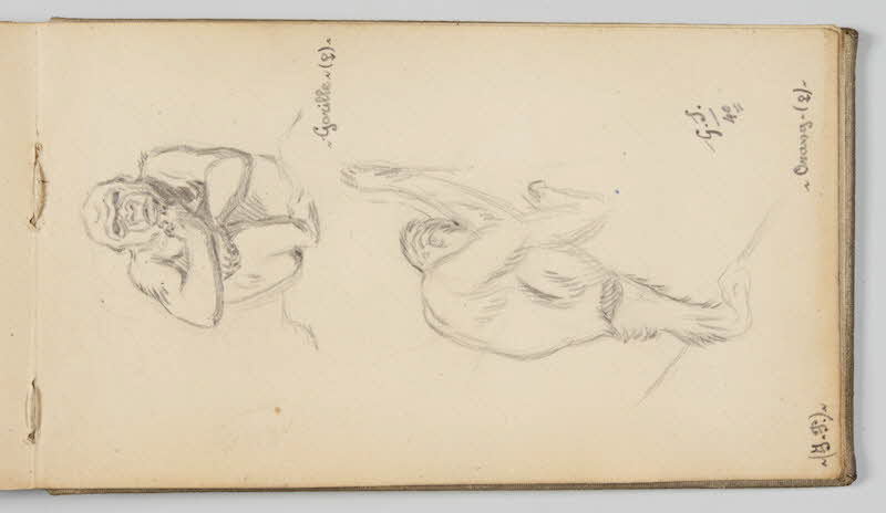 Gustave Soury carnet de dessins Etudes de gorille et d'orang-outang Paris 1940 1967.116.945.45 Photo