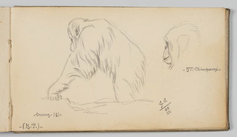 Gustave Soury carnet de dessins Etudes d'orang-outang femelle et de jeune chimpanzé Paris 1940 1967.116.945.46 Photo