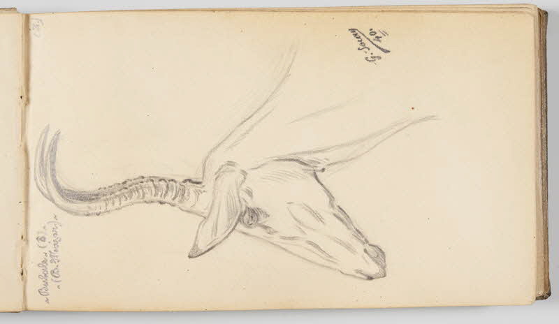 Gustave Soury carnet de dessins Tête de bubale mâle Paris 1940 1967.116.945.7 Photo