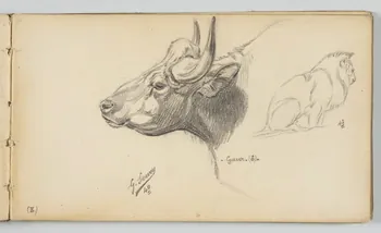 carnet de dessins Buffle et lion 1967.116.946.11 Photo