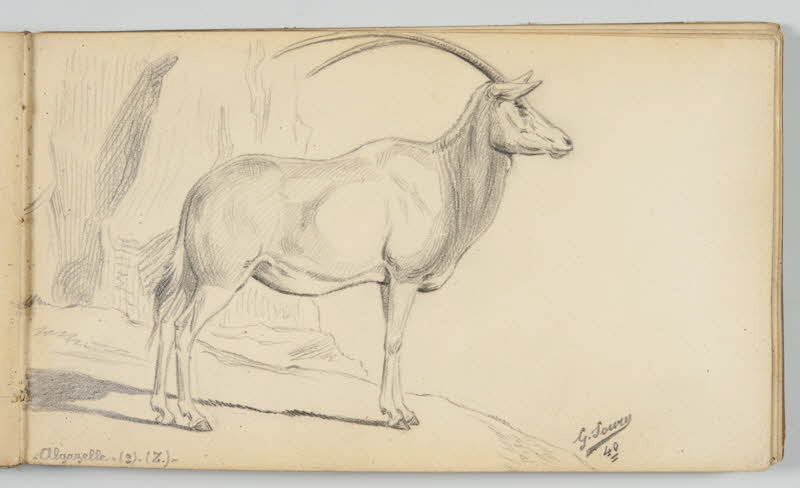 carnet de dessins Gazelle 1967.116.946.18 Photo