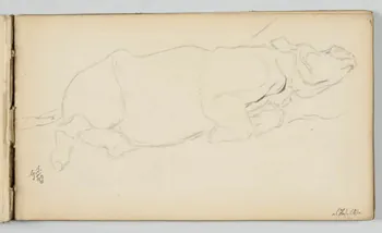 carnet de dessins Rhinocéros couché 1967.116.946.21 Photo