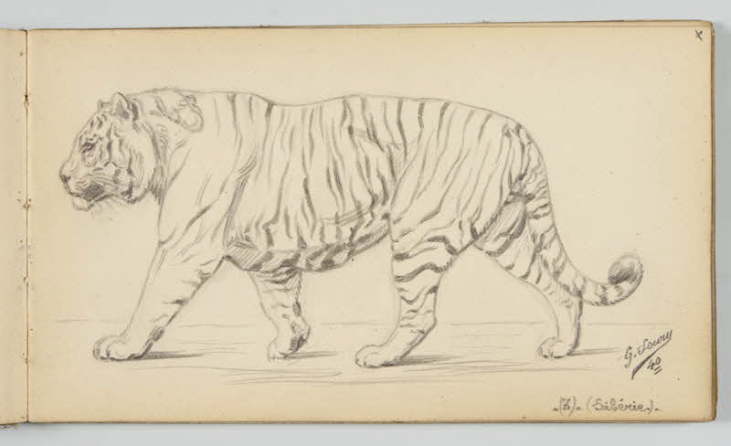 carnet de dessins Tigre de Sibérie 1967.116.946.22 Photo