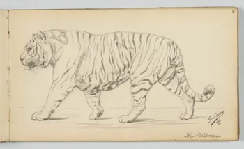 carnet de dessins Tigre de Sibérie 1967.116.946.22 Photo