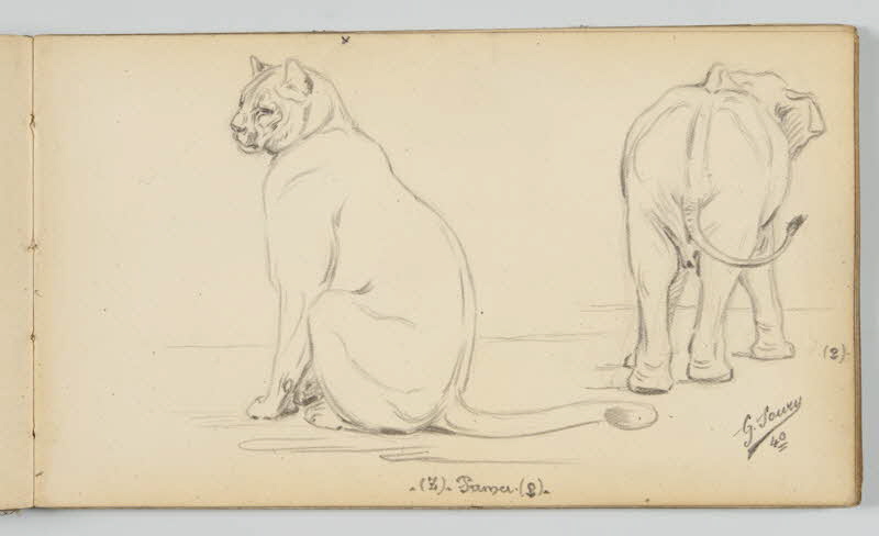 carnet de dessins Puma et éléphanteau 1967.116.946.23 Photo