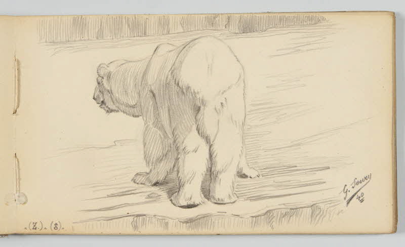 carnet de dessins Ours polaire 1967.116.946.25 Photo